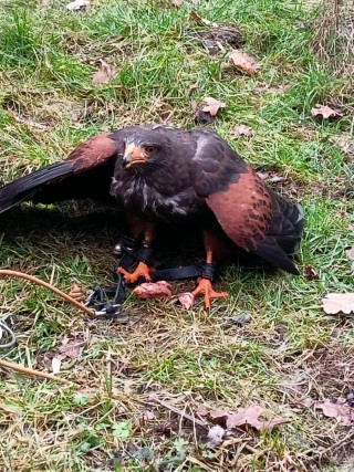 Greifvögel Presentation