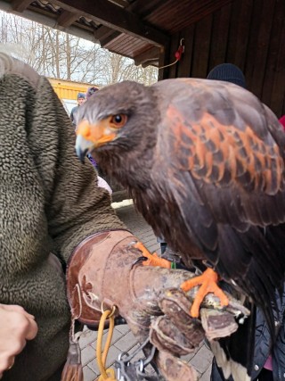 Greifvögel Presentation